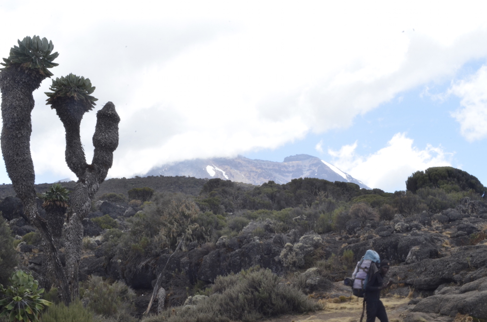 Vegetation on the way to Kilimanjaro