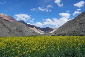 The "mustard meadow" amidst the mountains